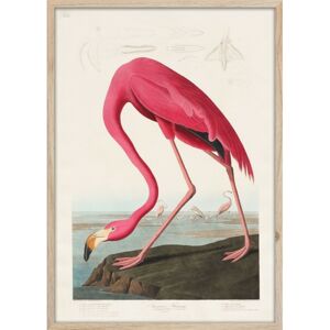 Hector Obraz Flamingo 50x70 cm